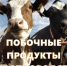 С 1 марта 2023 года вступили в силу требования к обращению побочных продуктов животноводства. - Прохоровский район